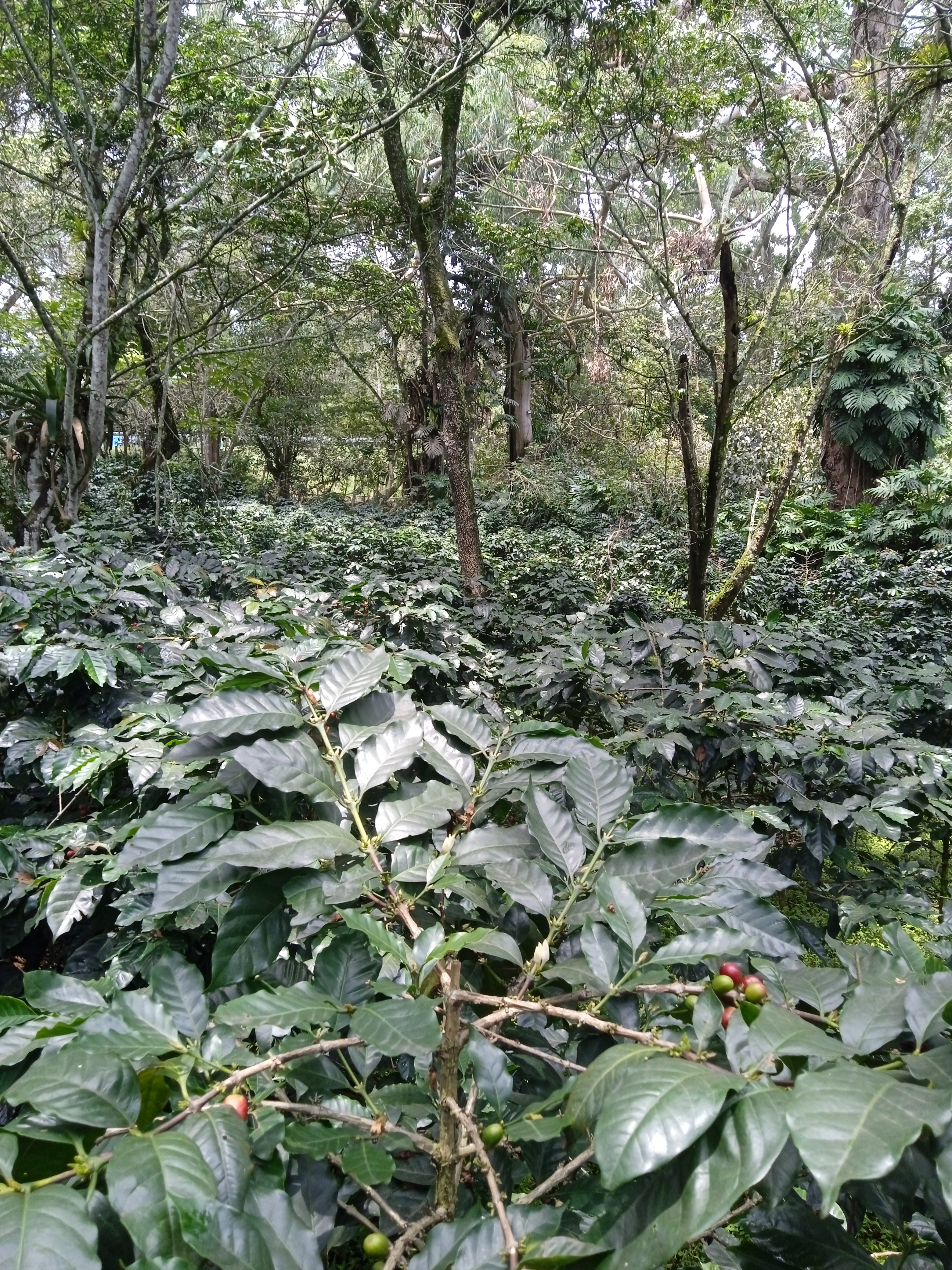 Hacienda Cafetera Coloma